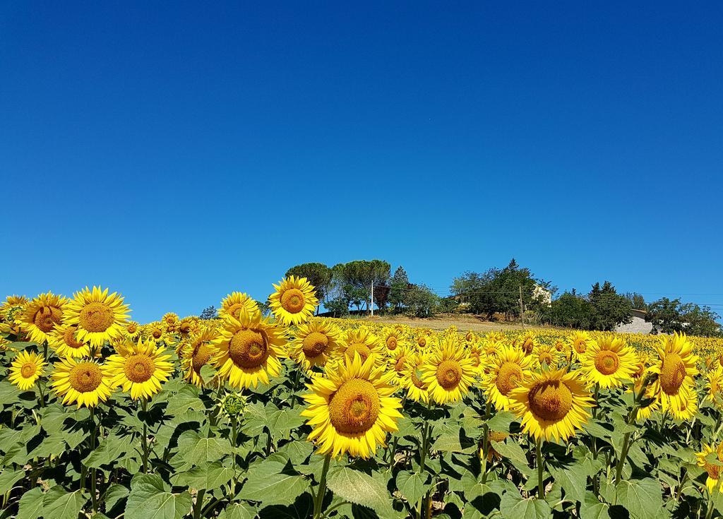 Agriturismo Il Catrino Ponteginori Dış mekan fotoğraf